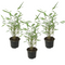 Fargesia papyrifera Grex - Set van 3 Blauwe Bamboe - Pot 13cm - Hoogte 30-40cm