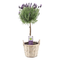Lavandula stoechas 'Anouk' - Lavendelboom in mand - Pot 15cm - Hoogte 45-55cm