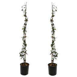 Jasmijn XL - Set van 2 - Klimplant - Pot 17cm - Hoogte 110-120cm