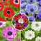 Anemone de Caen Mix x100 - Bloembollen winterhard - Tuin, pot of balkon