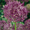 Alliumbollen - Set van 15 - Allium 'Christophii' - Bloembollen - Paars - Allium Christophii x15