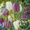 Fritillaria Meleagris - x30 - Kievitsbloem - Bloembollen