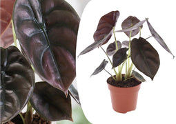 Alocasia cuprea Red Secret - Pot 12cm - Hoogte 25-35cm