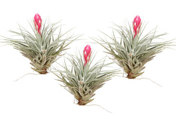 Tillandsia 'Cotton Candy' - Set van 3 - Luchtplantjes - Hoogte 5-15cm