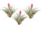 Tillandsia 'Cotton Candy' - Set van 3 - Luchtplantjes - Hoogte 5-15cm