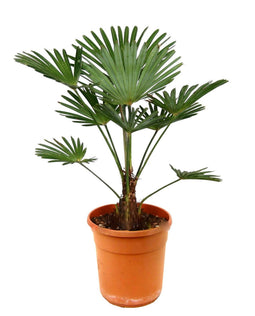Trachycarpus Wagnerianus - Waaierpalmboom - Pot 24cm - Hoogte 55-65cm