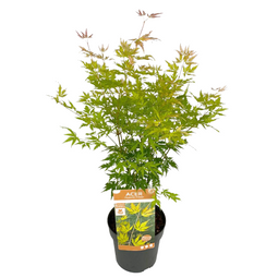 Acer palmatum 'Orange Lace' - Japanse Esdoorn - Pot 19 - Hoogte 60-70cm
