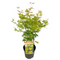 Acer palmatum 'Orange Lace' - Japanse Esdoorn - Pot 19 - Hoogte 60-70cm