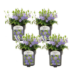 Vinca Minor - Set van 4 - Kleine Maagdenpalm - Pot 17cm - Hoogte 25-40cm