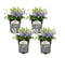 Vinca Minor - Set van 4 - Kleine Maagdenpalm - Pot 17cm - Hoogte 25-40cm