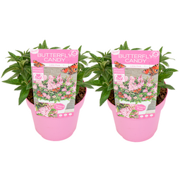 Buddleja Candy Little Pink - Set van 2 - Vlinderstruik - ⌀19cm - Hoogte 30-40cm