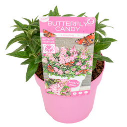 Buddleja Candy Little Pink - Vlinderstruik Pot 19cm - Hoogte 30-40cm
