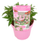 Buddleja Candy Little Pink - Vlinderstruik Pot 19cm - Hoogte 30-40cm