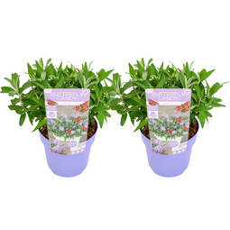 Buddleja Candy Little Lila - Set van 2 - Vlinderstruik - ⌀19cm - Hoogte 30-40cm