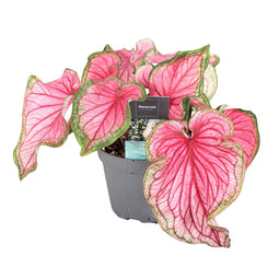 Caladium Sweetheart - Tropische kamerplant - Pot 12cm - Hoogte 25-40cm