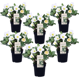 Helleborus Mont Blanc - Set van 6 - Tuinplanten - Pot 12cm - Hoogte 20-30cm