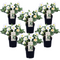 Helleborus Mont Blanc - Set van 6 - Tuinplanten - Pot 12cm - Hoogte 20-30cm