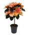 Euphorbia pulcherrima op stam - Poinsettia - Pot 17cm - Hoogte 60-70cm