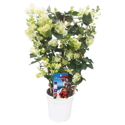 Bougainvillea op rek 'Dania' - Witte bloemen - ⌀17cm - Hoogte 50-60cm