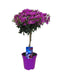 Bougainvillea op Stam - Paarse bloemen - Tuinplant - Pot 17cm - Hoogte 50-60cm