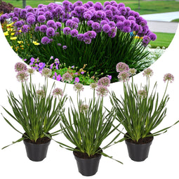 Allium 'Millenium' - Tuinplant - Sierui - Pot 13cm - Hoogte 30-40cm