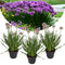 Allium 'Millenium' - Tuinplant - Sierui - Pot 13cm - Hoogte 30-40cm