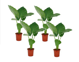 Alocasia Macrorrhiza - Set van 4 - 'Olifantsoor' - Pot 17cm - Hoogte 60-70cm