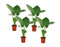 Alocasia Macrorrhiza - Set van 4 - 'Olifantsoor' - Pot 17cm - Hoogte 60-70cm