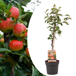 Malus domestica - Appelboom - Malus Elstar - Pot 21cm - Hoogte 90-100cm