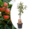 Malus domestica - Appelboom - Malus Elstar - Pot 21cm - Hoogte 90-100cm