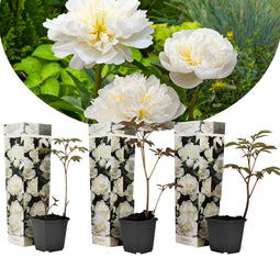 Paeonia Duchesse de Nemours - Wit - Set van 3 - Pioenroos - ⌀9cm - Hoogte 0-40cm