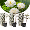 Paeonia Duchesse de Nemours - Wit - Set van 3 - Pioenroos - ⌀9cm - Hoogte 0-40cm