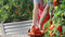 Verhoogde moestuinbak - 120x60x30 cm - verzinkt
