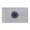 Serveerschaal La Mediterránea Irys Rechthoekig 25 x 15 x 2 cm (18 Stuks) (25 x 15 cm)