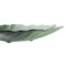 Dienblad Groen Schelp 33 x 31 cm