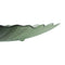 Dienblad Groen Schelp 48 cm