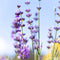 Jurlique Lavender Hydrating Mist 100 ml
