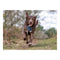 Hondentuigje Company of Animals CarSafe Zwart L