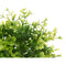 Decoratieve plant Plastic Klein (6 Stuks)