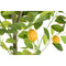 Boomstructuur DKD Home Decor Citroenboom Polyester Polypropyleen (90 x 90 x 180 cm)