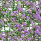 Hek Lavendel 50 x 50 x 2 cm