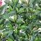 Hek Laurel 50 x 50 x 2 cm