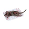 Rat Decoratief Grijs Multicolour