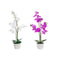 Decoratieve Bloemen DKD Home Decor 44 x 27 x 77 cm Lila Wit Groen Orchidee (2 Stuks)