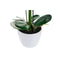 Decoratieve Bloemen DKD Home Decor 44 x 27 x 77 cm Lila Wit Groen Orchidee (2 Stuks)