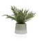 Decoratieve plant Versa Metaal Keramisch polyestyreen Plastic 38 x 38 x 32 cm