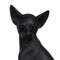 Decoratieve figuren Gouden Hond 15,4 x 13,5 x 24 cm