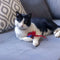Kattenspeeltje Spiderman Rood PET