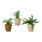 Decoratieve plant EDM 808559 Bloempot 25 cm