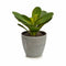 Decoratieve plant Lakens Rond Plastic 11 x 15 x 11 cm (6 Stuks)